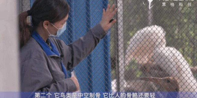 2-png 動(dòng)物矯正2.png